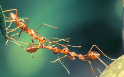 Partenariat tripartite avec Micropolis